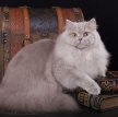 Британская длинношерстная кошка / British Longhair Cat (Britanica, Highlander, Lowlander)