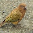 Новозеландский попугай ограбил туриста
