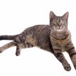 Кельтская короткошерстная кошка (Европейская короткошерстная кошка) / Celtic Cat (European Shorthair Cat)