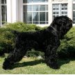 Черный терьер (Русский черный терьер) / Black Russian Terrier (Russkiy Chernniy Terrier)