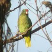 Тукуманский амазон / Amazona Tucumana