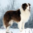 Бордер-колли / Border Collie