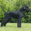 Ризеншнауцер (Гигантский шнауцер) / Riesenschnauzer (Giant Schnauzer)