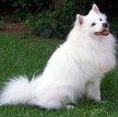 Американский эскимосский шпиц / American Eskimo Spitz