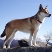 Лундехунд (Норвежская тупиковая лайка) / Norwegian Lundehund (Lundehund, Norwegian Puffin Dog)