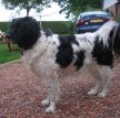 Веттерхун (Голландский водяной спаниель) / Wetterhoun (Otterhoun, Dutch Spaniel)