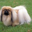 Пекинес / Pekingese (Peking Palasthund)