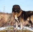 В России названы лучшие породы сторожевых собак