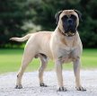 Бульмастиф (Ночная собака егеря) / Bullmastiff