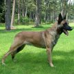 Бельгийская овчарка малинуа (Малинуа) / Belgian Shepherd Malinois (Malinois,  Belgian Malinois)