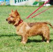 Австралийский терьер / Australian Terrier