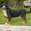 Энтлебухер зенненхунд (Энтлебухер) / Entlebucher Sennenhund (Entlebuch Mountain Dog, Entlebucher)