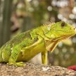 Обыкновенная игуана (Зелёная) / Iguana Iguana (Common Iguana, Green Iguana)