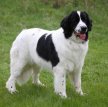 Ландсир / Landseer (Landrees Newfoundland)