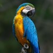 Сине-желтый ара (Арарауна) / Ara Ararauna