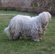 Венгерская овчарка (Комондор) / Komondor (Hungarian Komondor, Hungarian Sheepdog)