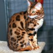 Бенгальская кошка (Бенгал) / Bengal Cat