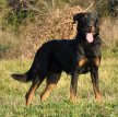 Босерон (Французская овчарка, овчарка из провинции Бос) / Beauceron (Berger de Beauce, Bas Rouge, French Shorthaired, Beauce Shepherd)