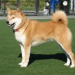 Акита-ину (Акита) / Akita Inu (Akita Jnu, Japanese Akita)