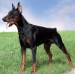 Доберман / Doberman (Doberman Pinscher)