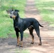 Манчестерский терьер / Manchester Terrier (Black and Tan Terrier)