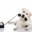 Изобретено устройство, позволяющее собакам звонить спасателям и отправлять SMS