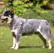 Австралийский хилер (Австралийская пастушья собака) / Australian Cattle Dog