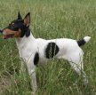 Американский той-фокстерьер / American Toy Fox Terrier