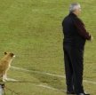 В Парагвае собака стала помощником главного тренера