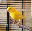 Немецкая певчая канарейка (Гарцский роллер) / German Roller Canary (Harz Roller Canary)