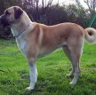 Анатолийский карабаш (Анатолийская овчарка) / Anatolian Shepherd Dog (Anatolian Karabash Dog)