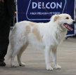 Аиди (Атласская овчарка) / Aidi (Chien de l'Atlas, Atlas Sheepdog, Kabyle Dog)