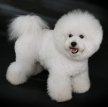 Бишон фризе / Bichon Frise (Bichon Tenerife, Tenerife Dog, Bichon a Poil Frise)