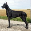 Немецкий дог / Deutsche Dogge (Great Dane, German Mastiff)