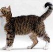 Американская жесткошерстная кошка / American Wirehair Cat