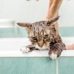 Почему кошки боятся воды?