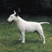 Бультерьер (Английский бультерьер) / Bull Terrier (Bully, Gladiator, English Bull Terrier)