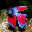 Петушок (Бойцовская рыбка, сиамский петушок) / Betta Splendens Regan (Betta Splendens)