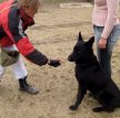 Приучение собаки к отказу от корма