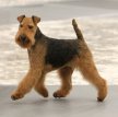 Вельштерьер (Уэльский терьер, вельш-терьер) / Welsh Terrier (Welshie)