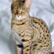 Саванна / Savannah Cat