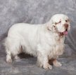 Кламбер-спаниель (Кламбер) / Clumber Spaniel