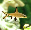 Акулий балу (Акулий бала) / Balantiocheilus Melanopterus (Barbus Melanopterus, Tricolor Shark, Silver Shark)