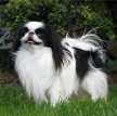 Японский хин / Japanese Chin (Japanese Spaniel)