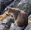 Альпинист нашел на высочайшей горе Польши домашнего кота
