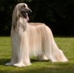 Афганская борзая / Afghan Hound (Ogar Afgan, Eastern Greyhound, Persian Greyhound, Tazi)