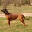 Баварская горная гончая / Bavarian Mountain Hound