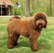 Лабрадудль / Labradoodle