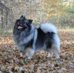 Вольф шпиц (Кеесхонд) / Keeshond (Chien Loup, Wolfspitz)