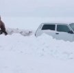 Верблюд вытащил забуксовавшую в снегу "Ниву"